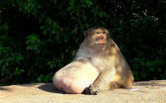 网红兴猴,揭秘兴猴现象背后的魅力与影响力