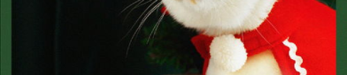 猫写真圣诞,猫写真里的温馨时刻